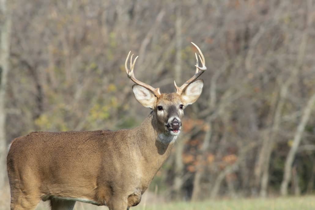 White Tailed Deer