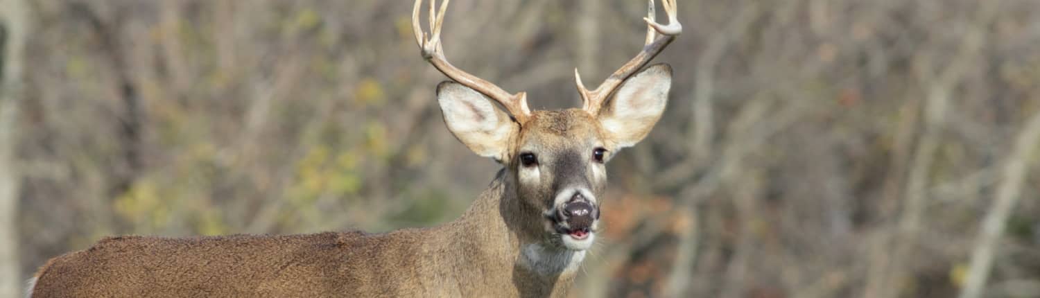 White Tailed Deer