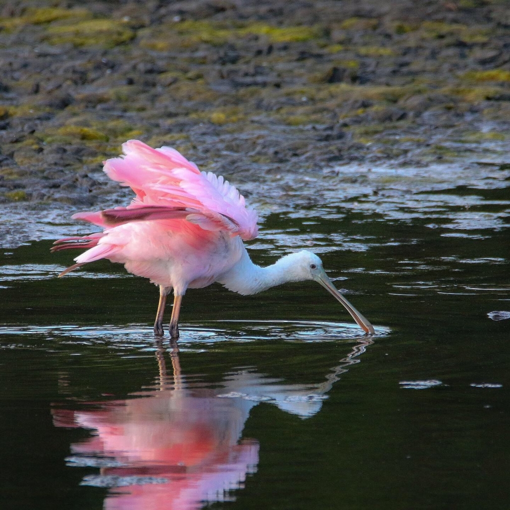 Mobile App Expands Georgia DNR Birding Wildlife Trails Program