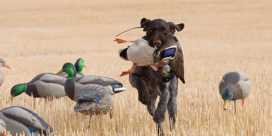 Where’s My Federal Duck Stamp? Modern E-Stamps Available